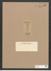 Amphora cristata Petit. (de-Toni-Nr.: Genus 36, Species 1569) Zeichnungen Sammlung Grunow Nr. 3015 (NHMW-BOT-W0370395)